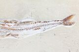 Enchodus With Coccodus Fossil Fish - Lebanon (Special Price) #70487-4